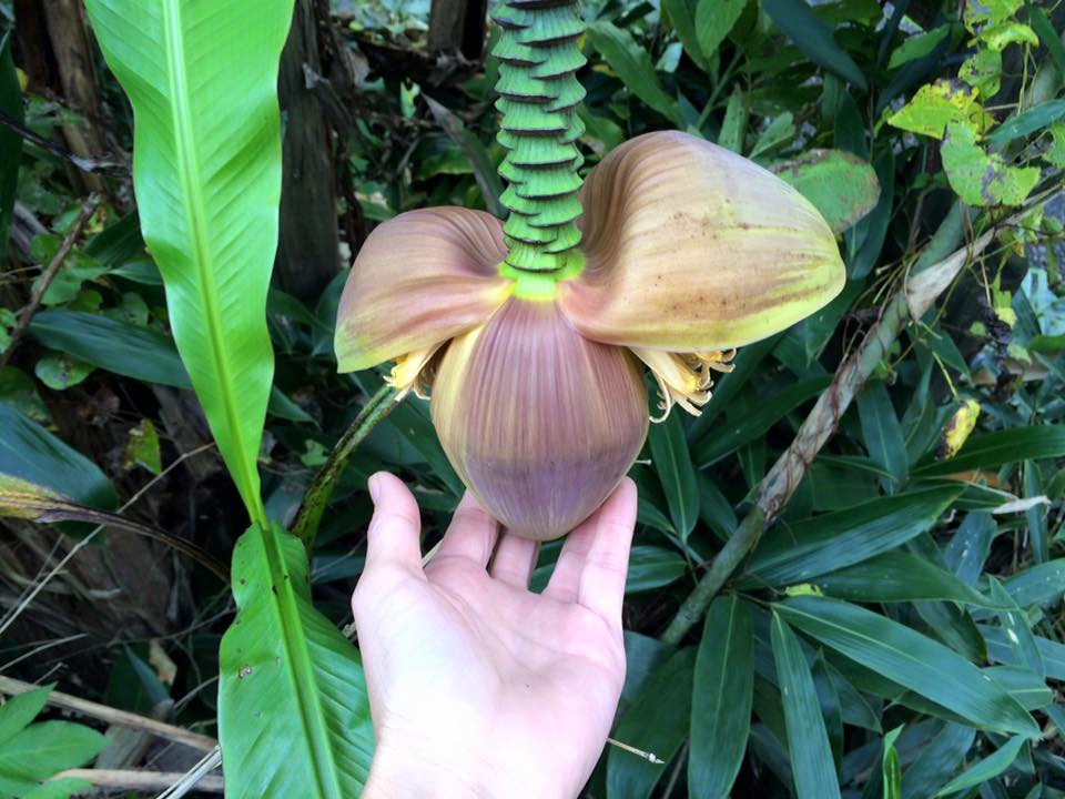 バナナの花