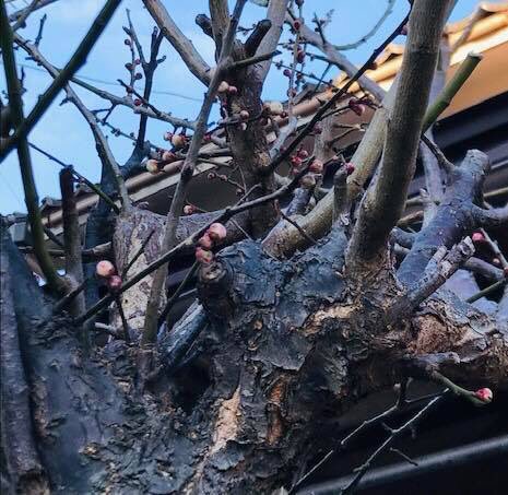 岩美町では梅のつぼみが膨らむ・鳥の巣箱を設置