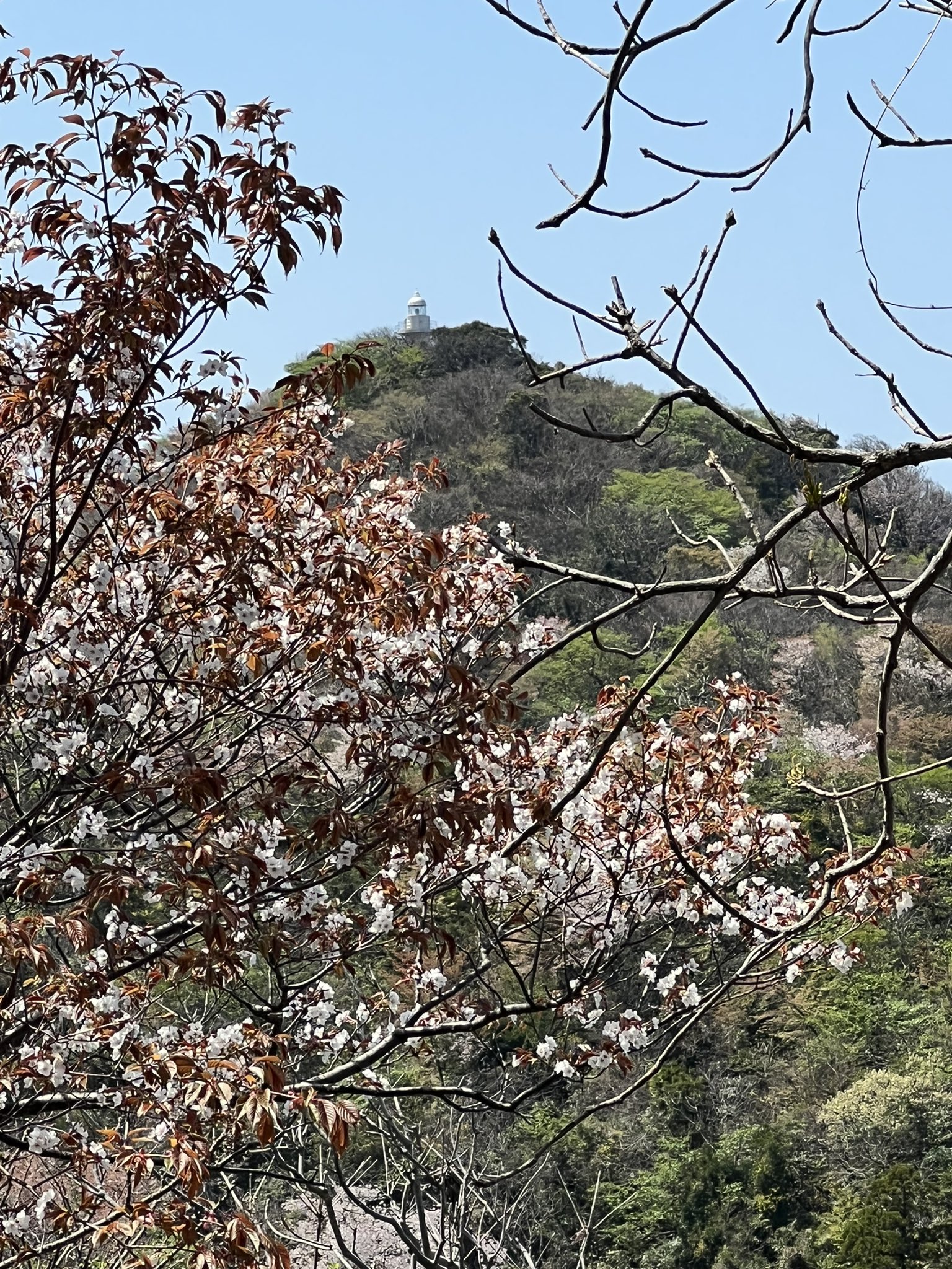 岩美町の菜種島と網代灯台と桜鑑賞＆集落から見る鳥取砂丘
