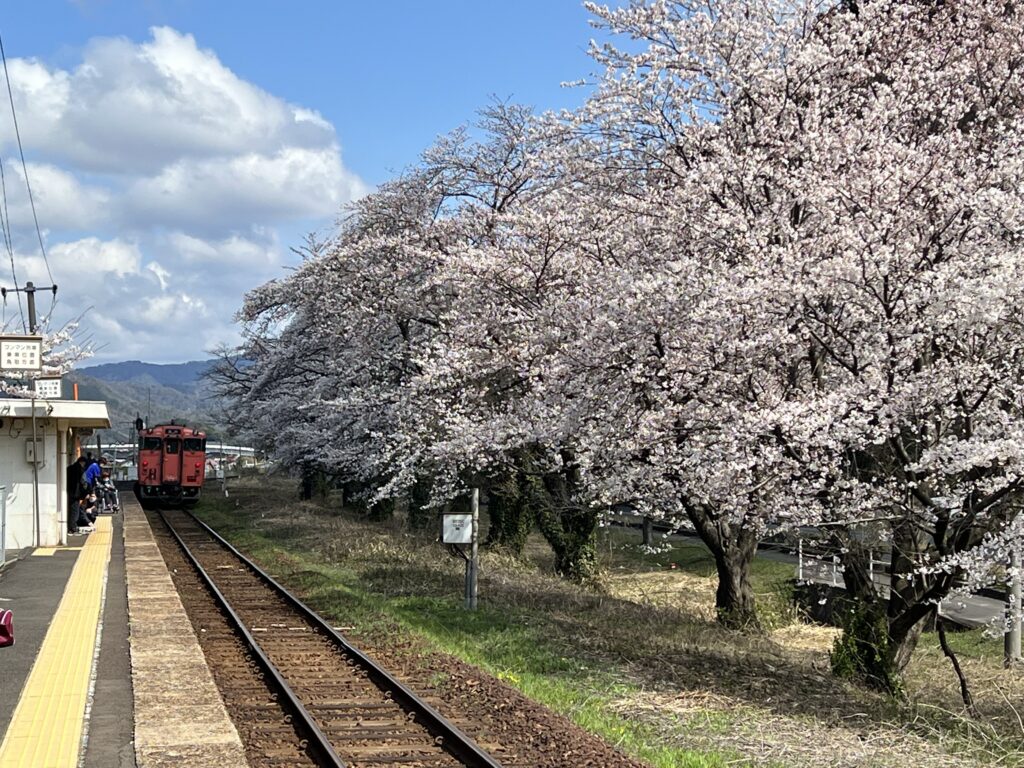 大岩駅桜