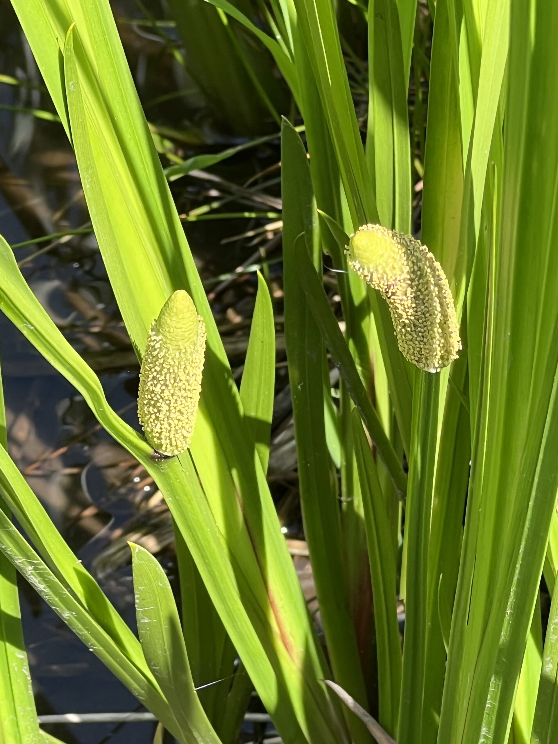 牧谷カキツバタ開化2022ショウブ