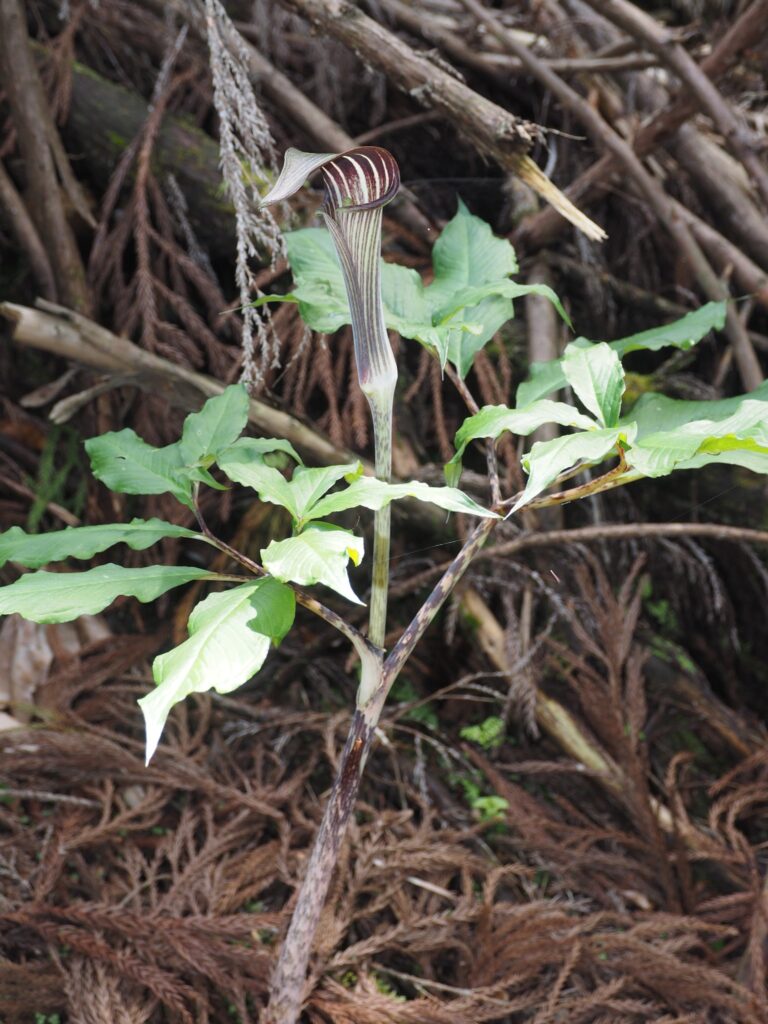 マムシグサ　サトイモ科　茎に模様がある
