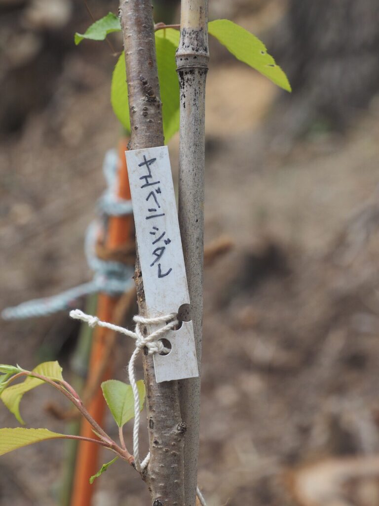 岩美中学校に秋田の天然記念物・角館の枝垂れ桜の苗木を植樹しました。