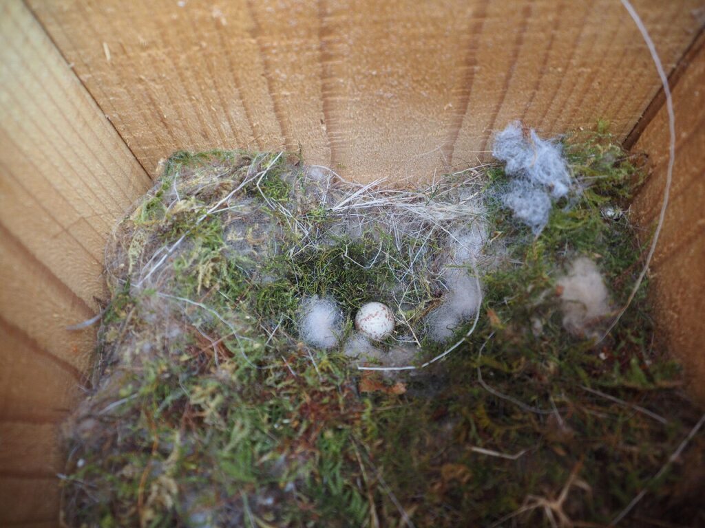例年　五個から六個位産卵するのですが、今年は一個が孵化しないで残されていました。巣立った雛たちも親鳥になるのは、せいぜい二匹位と言われています。雛の巣立ちを見る時は、いつも感動的です。これから頑張れとエールを送りたい気持ちになります。抱卵する位置は毎年少しずつ違い（移動している）ます。苔は新しく敷き直しです。