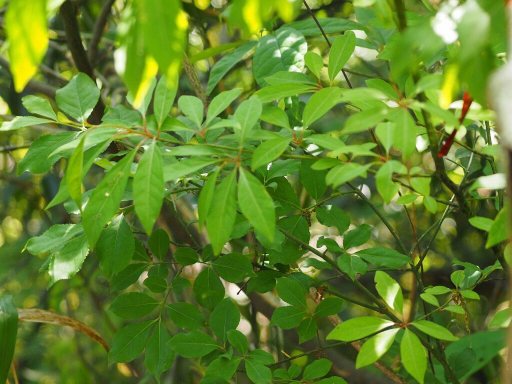 クロモジ　花言葉　誠実　赤いテープは説明用の目印　樹木　葉からいい匂いがする。乾燥してお茶　樹木は和菓子の楊枝で使用する