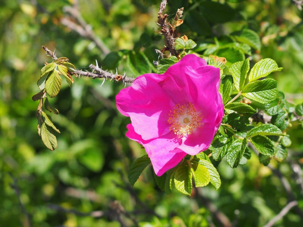 自然館横のハマナス　花言葉　あなたの魅力にひかれます。照り映える容色