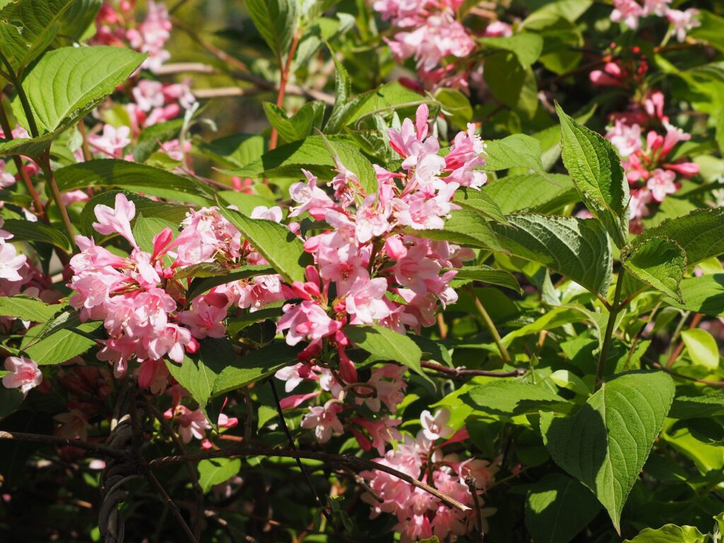 タニウツギ　スイカズラ科　花言葉　豊麗 　白い花を付けるウツギ（空木）はアジサイ科　花言葉　秘密
