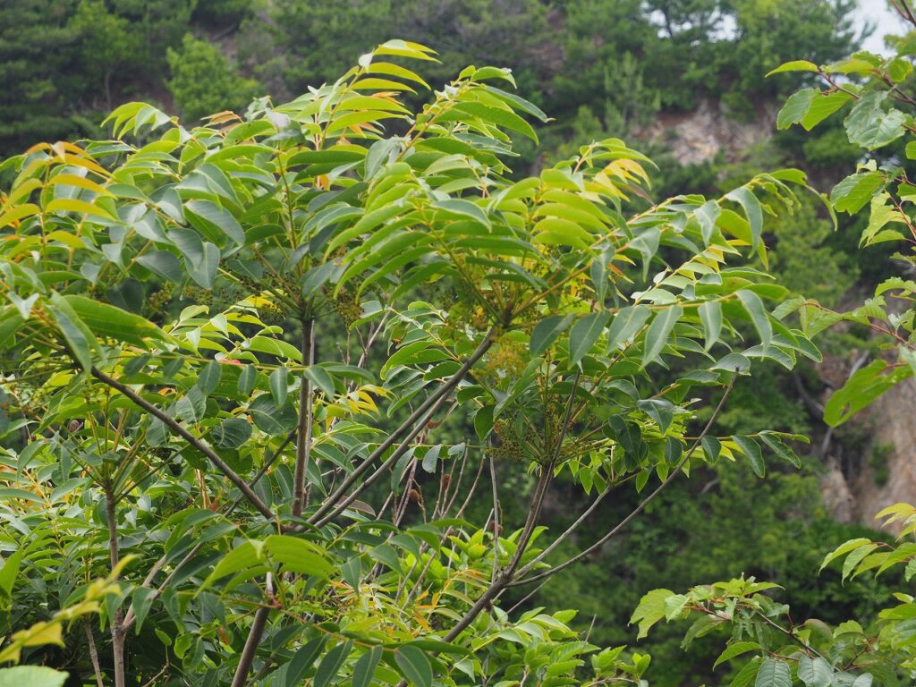 城原海岸展望台のナナカマド　本来は亜高山帯に生育する樹木です