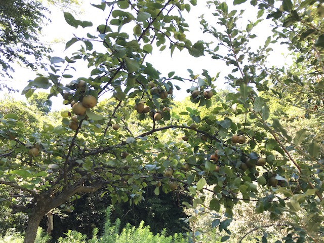 桐山登山口奥市広場の梨の木と実