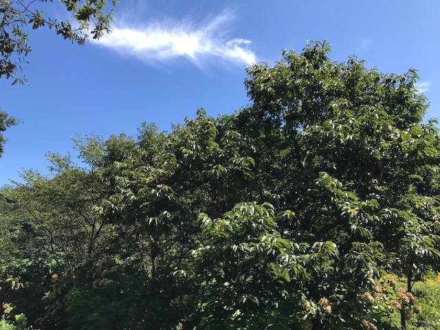 桐山登山口奥市広場の栗の木と実