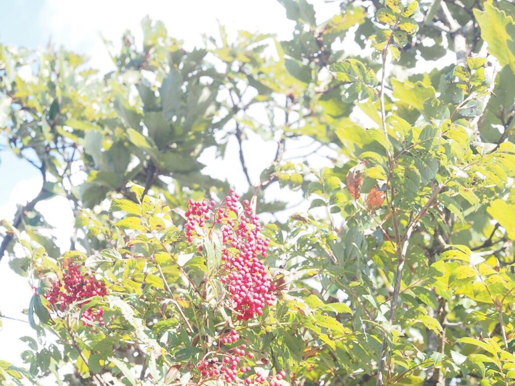 ナナカマドの実が赤く熟します