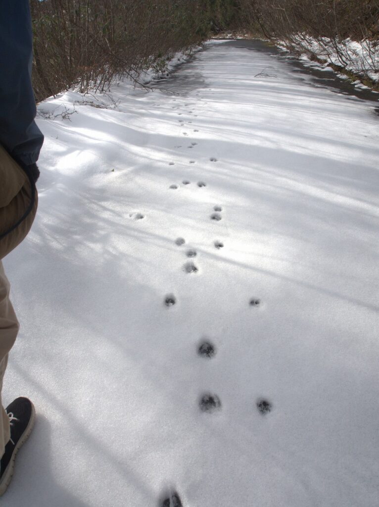ヨタヨタと歩くタヌキの足跡? or ケンケン.パッだとノウサギの足跡が続きます