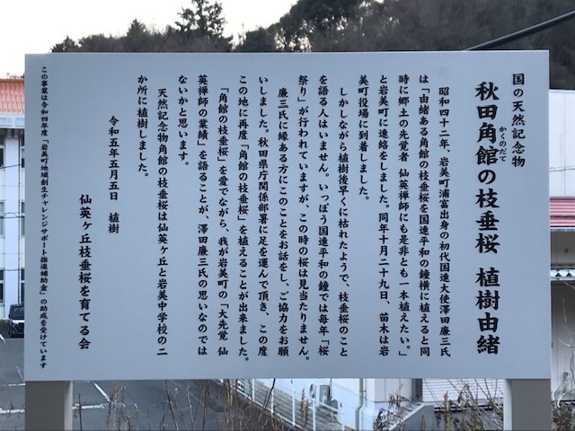 岩美中学校と仙英ヶ丘に植樹した角館の枝垂れ桜開花状況・2024年