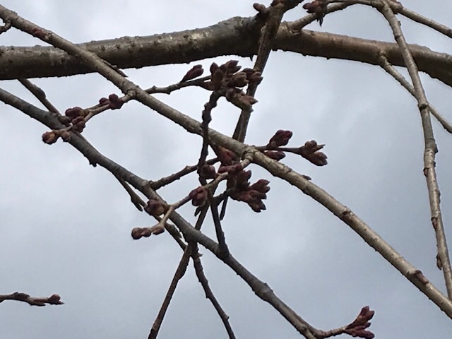 枝垂れ桜の蕾
