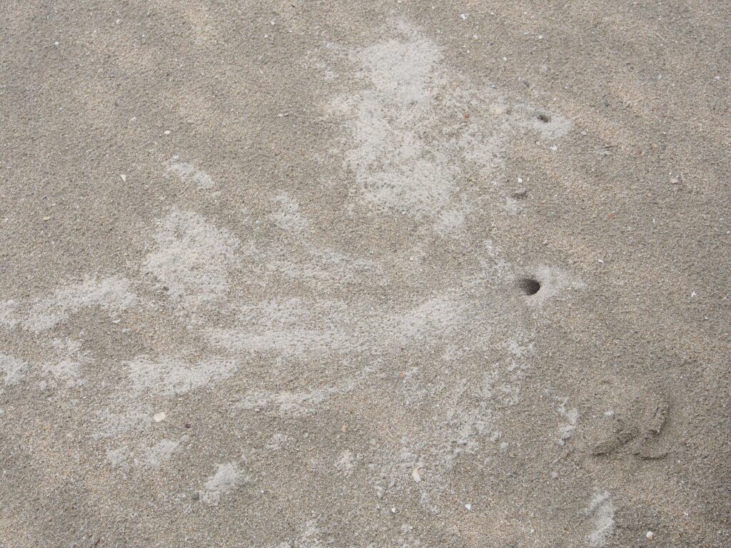 スナガニの巣穴。白い砂は掘り出したもの