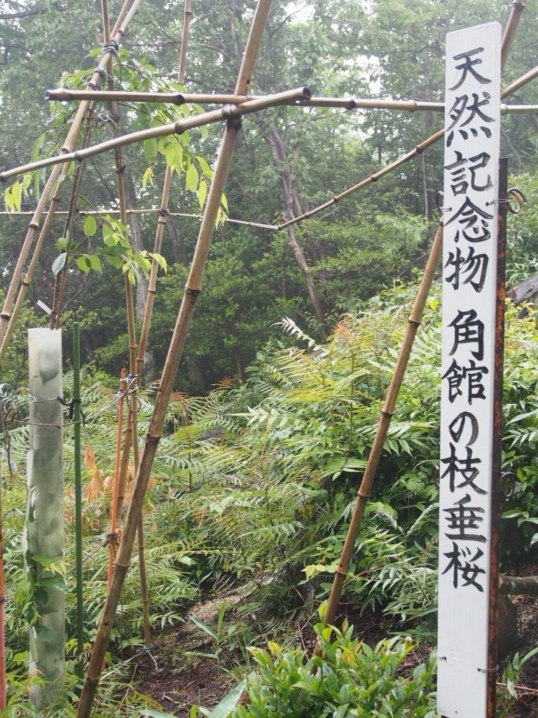 仙英禅師記念碑周辺に植樹した角館の枝垂れ桜続編