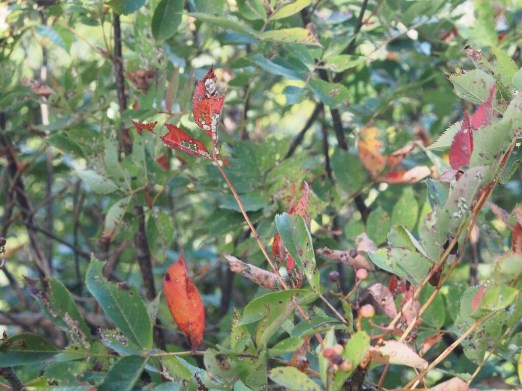 ナナカマドの葉