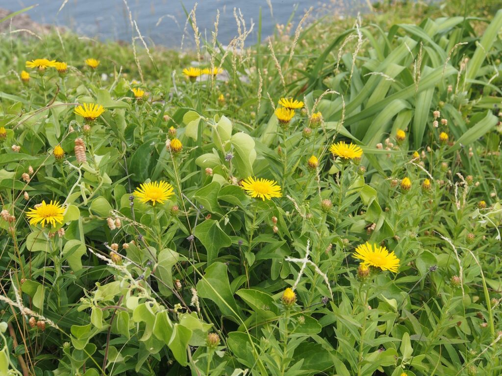 おそらくブタナの花