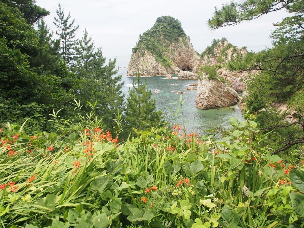 ヒメヒオウギズイセン（外来種）と菜種島