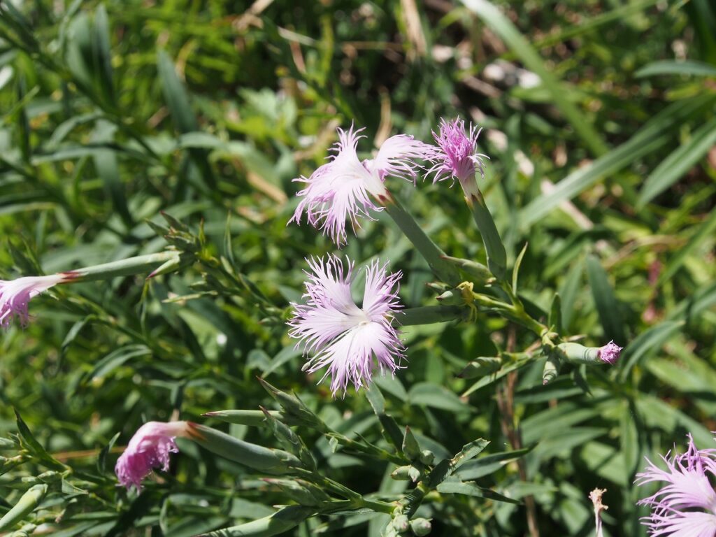 ナデシコこの花も絶滅危惧種（NT)です