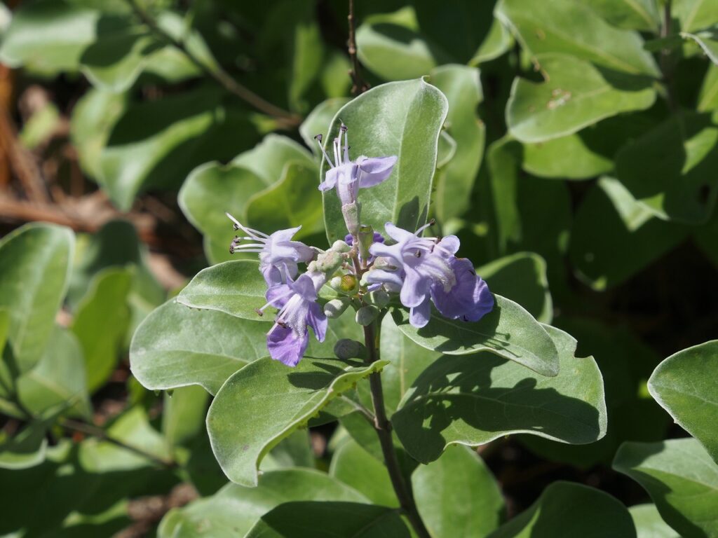 ハマエンドウの花