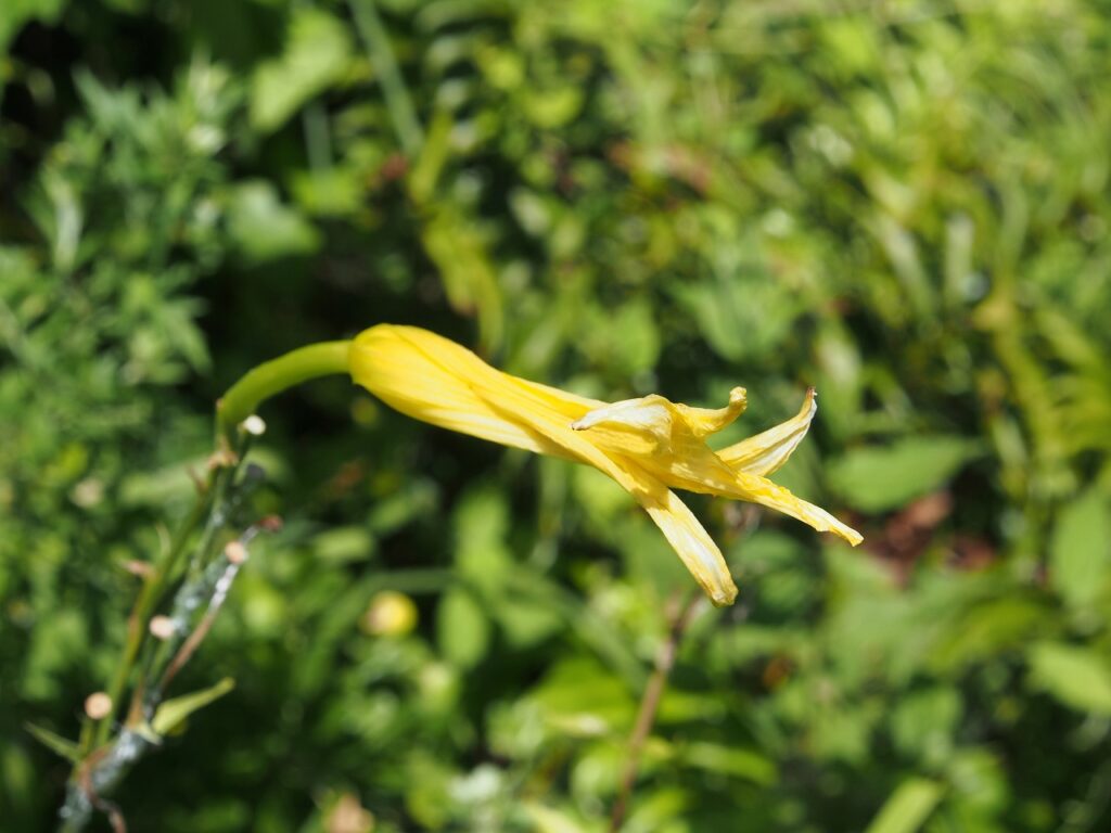 ユウスゲの花　名前のごとく、開花は夕方