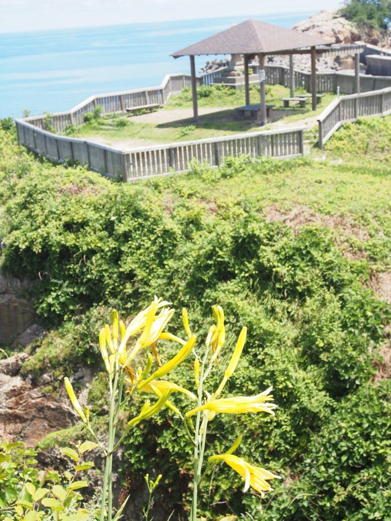 植生か自生かわかりませんが、日和山展望台の「ユウスゲ」個人的には植生の感じがします。