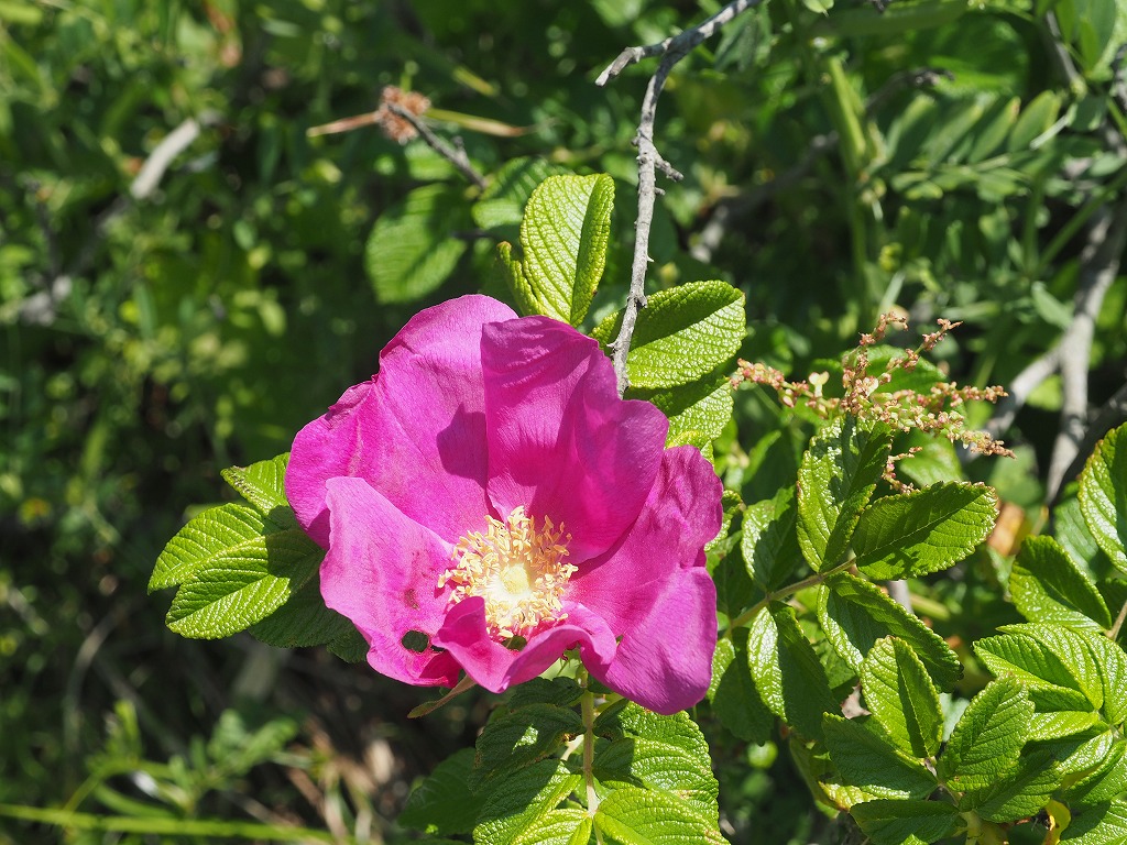 ハマナスの花