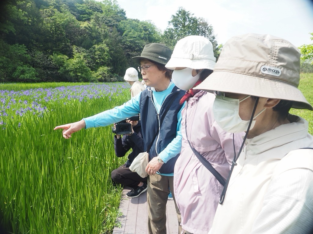 2025年牧谷又助池カキツバタ観賞会レポート