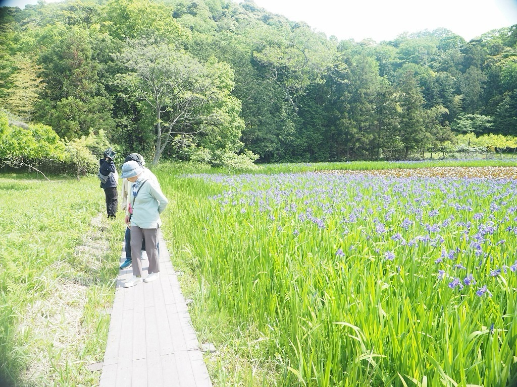 2025年牧谷又助池カキツバタ観賞会レポート