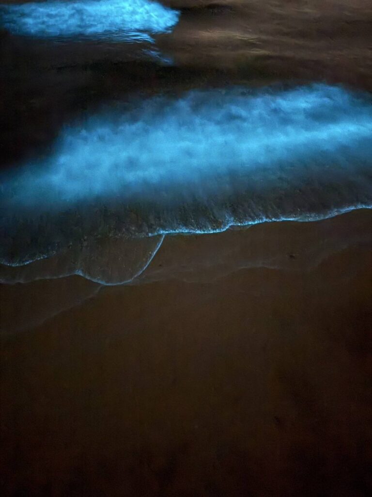 東浜海岸の夜光虫